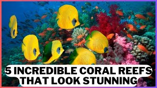 5 INCREDIBLE Coral Reefs that look Stunning [upl. by Metah]