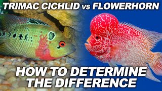 Trimac vs Flowerhorn  Dont Be Fooled And Know How To Determine The Difference [upl. by Cirilla]