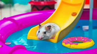 🐹 Hamster Escapes the MEGA AQUAPARK MAZE OBSTACLE COURSE [upl. by Sawyer792]