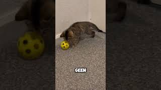 Do Cats Play Fetch Watch Willow Chase and Return the Ball CatFetch CatPlay WillowFetch [upl. by Klenk]