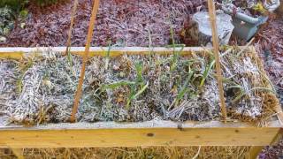 Straw Bale Gardening Tutorial amp Guide [upl. by Fregger]