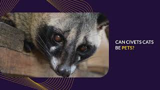 AFRICAN CIVET CAT AS PET [upl. by Ezri]