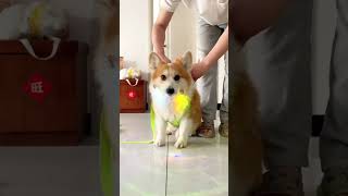 Dog training expart dogtrainingtips dogs doglover dog dogtrainer doglife doglovers [upl. by Airetal]