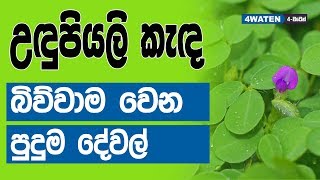 උඳුපියලි කැඳ බිව්වම වෙන දේ මෙන්න  Benefits of Desmordium triflorum [upl. by Nilyak582]