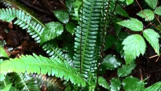 Blechnum spicant [upl. by Alil]