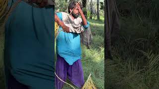 Dates Harvesting Techniques in Khairpur Mirs [upl. by Hoehne]