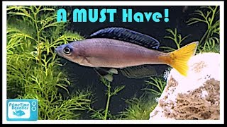 Cyprichromis leptosoma Breeding and Care [upl. by Bethany]