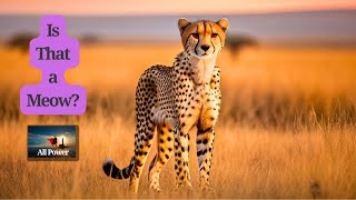 Surprising Facts Cheetahs Can Meow Like Cats [upl. by Phene]