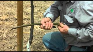 How to patch bud 1 to 2 year old walnut trees  UCANR [upl. by Shelba]