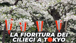 Lo spettacolo della FIORITURA DEI CILIEGI A TOKYO [upl. by Chlo932]