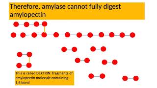 Amylose and Amylopectin Chemical Digestion [upl. by Yaya]