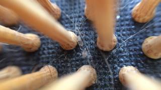 Head louse crawling on hairbrush [upl. by Weingartner793]