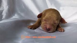 One week old toy poodle puppies [upl. by Eidnahs]