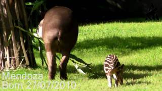 Rare Brazilian Tapir Birth at Howletts [upl. by Ettezoj872]