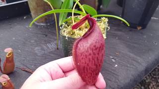 Obscure Nepenthes [upl. by Johnson]