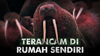 Menelisik Kehidupan Sabertooth Dari Kerasnya Lingkaran Artik  Walrus [upl. by Aohsoj]