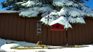 Snowy Day Canada Winter Birds  HD Web Cam [upl. by Odawa]