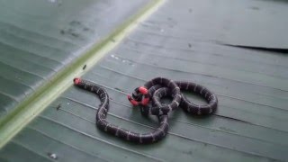 RedTailed Coral Snake Micrurus mipartitus tail display [upl. by Rolfston454]