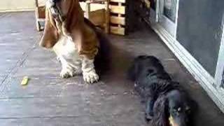 Basset hound wants what Dachshund has [upl. by Dermott]