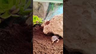 MicroLifeCreations MicroLife Geko GekoLeopardino life terrarium follow [upl. by Silber472]