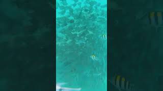 Best Sergeant major colony shots ever ❤️ viral fishlover fish babyfish diving ocean nature [upl. by Sondra]