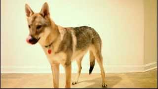 Czechoslovakian Vlcak puppy obedience and tricks [upl. by Neeruam173]