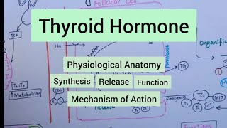 Thyroid Hormone  Synthesis amp Release  Functions  Regulation  Mechanism of Action [upl. by Nahshu]