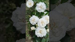 Rose care rosecareroseflower rosetips gardaningplants shortvideo rosegrowthing rosecaretips [upl. by Territus186]