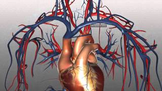 The Heart and Major Vessels  PART 2  Anatomy Tutorial [upl. by Viafore]