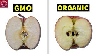 What Genetically Modified Food We Eat Everyday [upl. by Alvina]