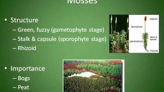 Mosses Liverworts and Hornworts Chapter 4 Section 3 [upl. by Spancake]