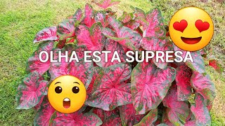 como encontrar plantas abandonadas nas ruas da cidade caladium xanthosoma taioba flores de canarana [upl. by Zelma]