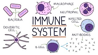 Understanding the Immune System in One Video [upl. by Yllor]