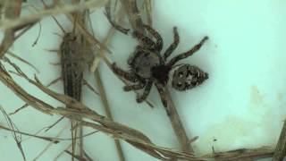 Jumping Spider Catches a Silverfish [upl. by Nedyah]