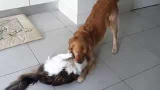 Golden Retriever Dog and Maine Coon Cat playing [upl. by Nehpets188]