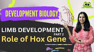 Tetrapod Limb Development I Hox Gene in Limb Development I Part 2 I Developmental Biology CSIR NET [upl. by Eannej763]