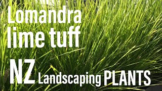 Lomandra “Lime Tuff”  Popular NZ landscaping plant [upl. by Laamaj]