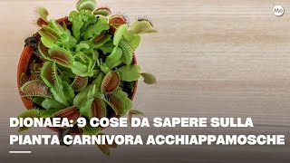 Dionaea 9 cose da sapere sulla pianta carnivora acchiappamosche [upl. by Annawot112]