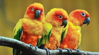 Conures and cockatiels playing 🥹😀🥹 birds cockatiel parrot [upl. by Bengt]