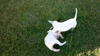 diana pitbull peleas de perros cachorros [upl. by Cirederf571]