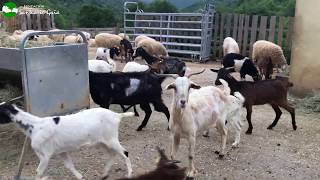 Las cabras rescatadas en Huesca conviven con el resto de ovejas y cabras [upl. by Darlleen596]