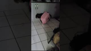 Dog Gets Head Stuck After Chasing Cats [upl. by Niobe]