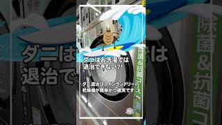 ダニはお洗濯では退治できないの？😰 コインランドリーで効果的に簡単に退治出来ますよ👍 [upl. by Anotyal84]