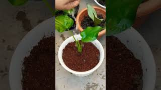 Alocasia cucullata plant in growing in soil amp cocopeat gardeningnew ideasytshorts 🌿🥰 [upl. by Beane]