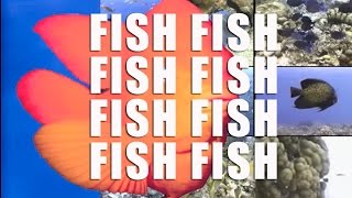 What A Catchy Song This Is  Fishfishfishfishfishfish  Listen with your Toddlers [upl. by Iralav]