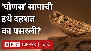 Russells Viper Snake  या देशात पसरली आहे घोणस सापाची दहशत [upl. by Ajar]