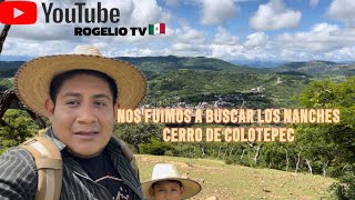 NOS FUIMOS AVER LOS NANCHES EN EL CERRÓ DE COLOTEPEC san Miguel Comitlipa Guerrero 🇲🇽 [upl. by Odragde]