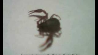 What kinda spider bug or insect  its a pseudoscorpion [upl. by Neale]