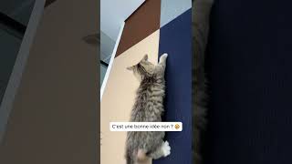 Une solution efficace pour protéger des griffures de chat sur vos meubles [upl. by Birkle]