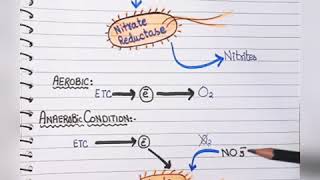 Enterobacteriaceae characteristics classification and mnemonic [upl. by Biamonte]